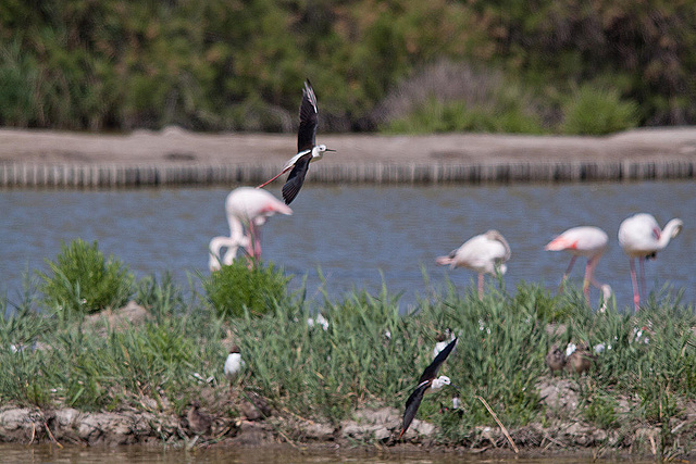 20110530 4548RTw [F] Stelzenläufer, Lachmöwe (Chroicocephalus ridibundus), Flamingo [Camargue]