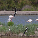 20110530 4548RTw [F] Stelzenläufer, Lachmöwe (Chroicocephalus ridibundus), Flamingo [Camargue]