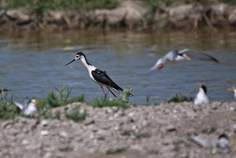 20110530 4545RTw [F] Stelzenläufer, Parc Ornithologique, Camargue