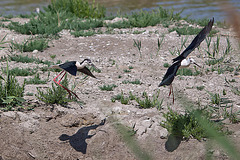 20110530 4543RTw [F] Stelzenläufer [Camargue]