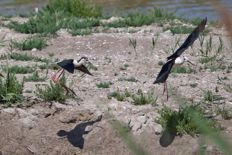 20110530 4543RTw [F] Stelzenläufer, Parc Ornithologique, Camargue