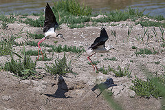 20110530 4542RTw [F] Stelzenläufer [Camargue]