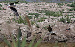 20110530 4540RTfw Stelzenläufer [Camargue]