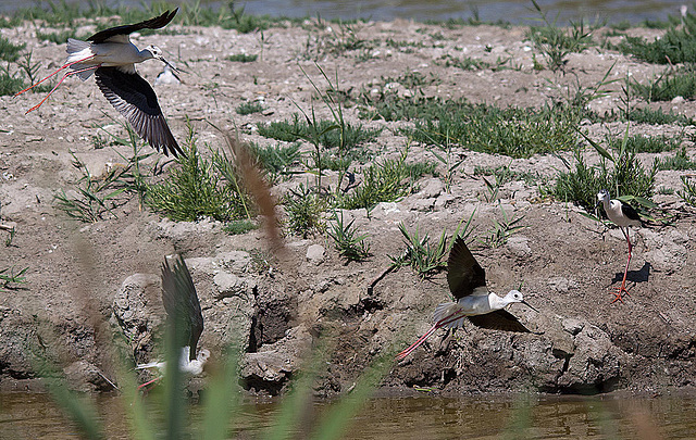 20110530 4540RTw [F] Stelzenläufer, Parc Ornithologique, Camargue