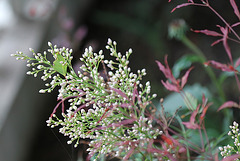 Nandina