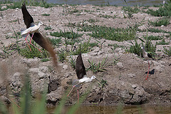 20110530 4539RTfw Stelzenläufer [Camargue]