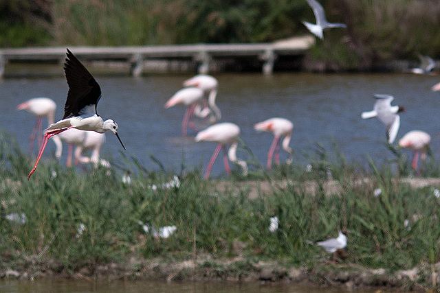 20110530 4537RTw [F] Stelzenläufer, Lachmöwe (Chroicocephalus ridibundus), Flamingo [Camargue]
