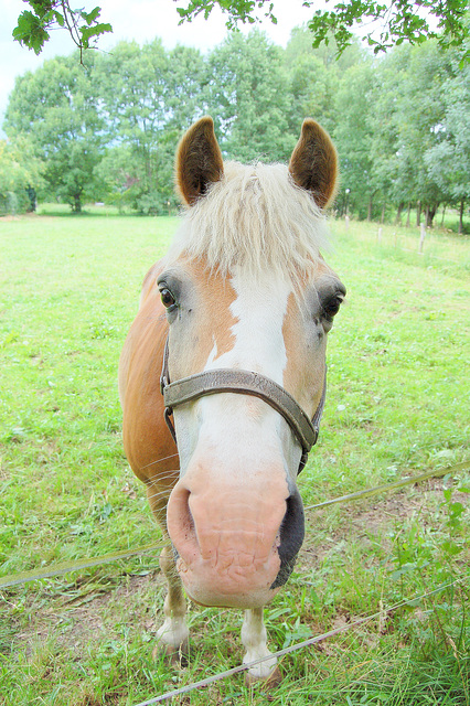 FOTORENDEVUO KUN ĈEVALO