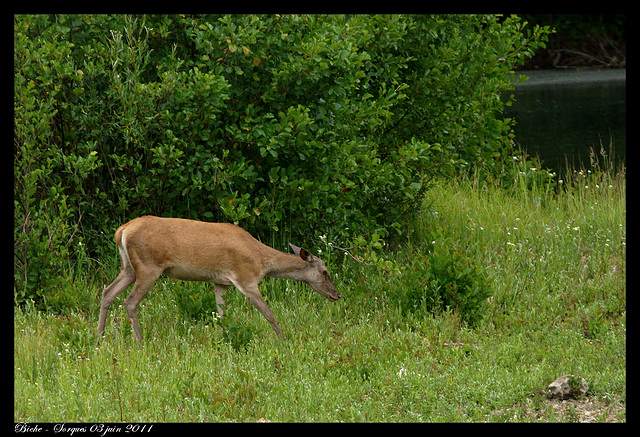 Biche DSC09929