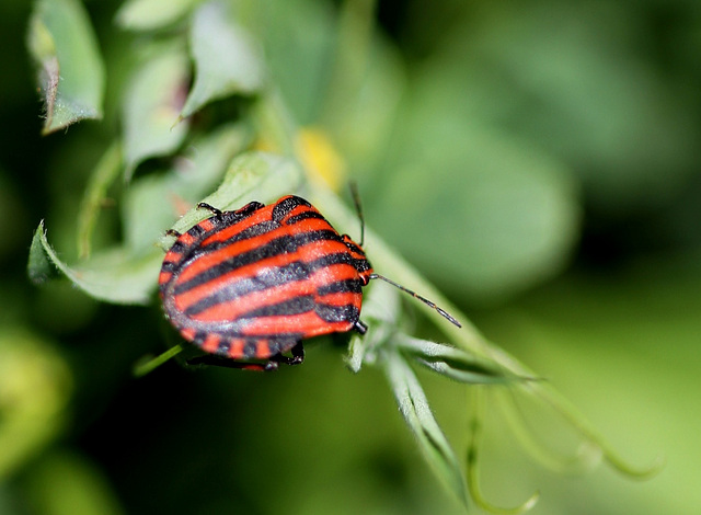 Graphosoma lineatum ( pentatome rayé)