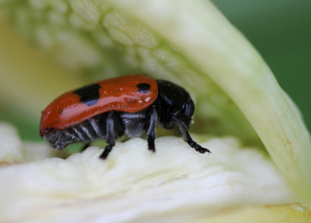 Clytra laeviuscula