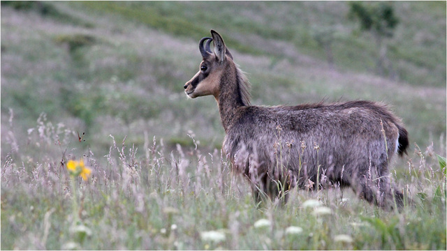 au sommet du Honeck : la fleur et le chamois