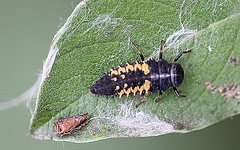 20110519 3025+26RMSw [D~MI] Larve [Asiatischer Marienkäfer (Harmonia axyridis)]