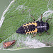 20110519 3025+26RMSw [D~MI] Larve [Asiatischer Marienkäfer (Harmonia axyridis)]