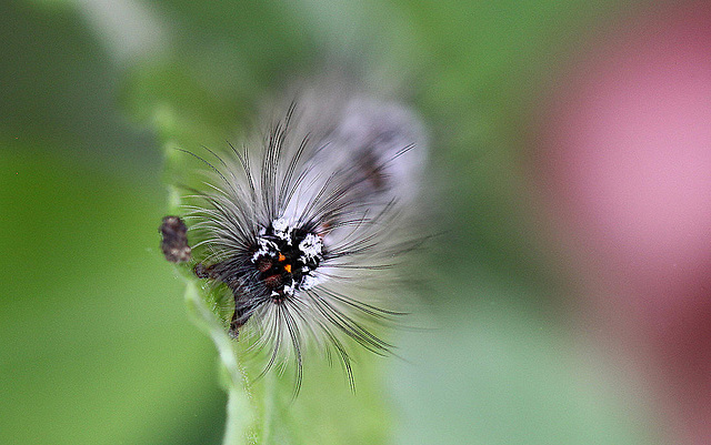 20110519 3019+20MSw [D~MI] Goldafter-Raupe (Euproctis chrysorrhoea)?, Großes Torfmoor, Hille