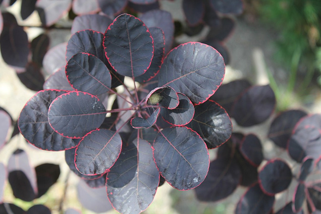 Cotinus coggygria "Royal purple"