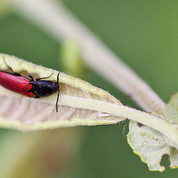 20110519 2983RMw [D~MI] Blutroter Schnellkäfer (Ampedus sanguineus), Großes Torfmoor, Hille