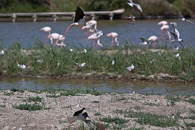 20110530 4536RTw [F] Stelzenläufer, Lachmöwe (Chroicocephalus ridibundus), Flamingo [Camargue]