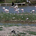 20110530 4536RTw [F] Stelzenläufer, Lachmöwe (Chroicocephalus ridibundus), Flamingo [Camargue]