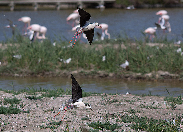 20110530 4535RTfw Stelzenläufer [Camargue]