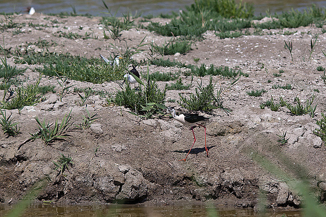 20110530 4532RTw [F] Stelzenläufer, Parc Ornithologique, Camargue