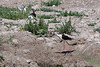 20110530 4531RTw [F] Stelzenläufer, Seeschwalbe, Parc Ornithologique, Camargue