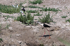 20110530 4531RTw [F] Stelzenläufer, Seeschwalbe, Parc Ornithologique, Camargue