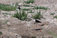 20110530 4531RTw [F] Stelzenläufer, Flussseeschwalbe, Parc Ornithologique, Camargue