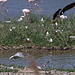 20110530 4529RTw [F] Seeschwalbe, Lachmöwe (Chroicocephalus ridibundus), Parc Ornithologique, Camargue