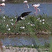 20110530 4528RTw [F] Stelzenläufer, Parc Ornithologique, Camargue