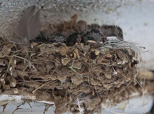 20110529 4033RAw [F] Rauchschwalbe (Hirundo rustica), Le Grau du Roi, Camargue