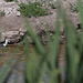 20110530 4527RTw [F] Stelzenläufer, Parc Ornithologique, Camargue