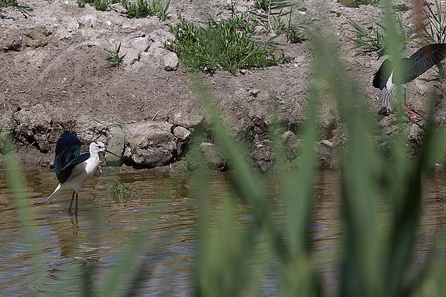 20110530 4526RTw [F] Stelzenläufer, Parc Ornithologique, Camargue
