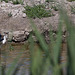 20110530 4526RTw [F] Stelzenläufer, Parc Ornithologique, Camargue