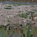 20110530 4525RTw [F] Stelzenläufer, Seeschwalbe, Parc Ornithologique, Camargue