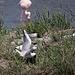 20110530 4523RTw [F] Lachmöwe (Chroicocephalus ridibundus), Seeschwalbe, Flamingo, Parc Ornithologique, Camargue