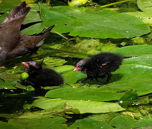 Ducklings