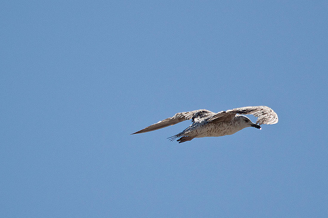 20110529 4025RAw [F] Mittelmeermöwe, Le Grau du Roi, Camargue