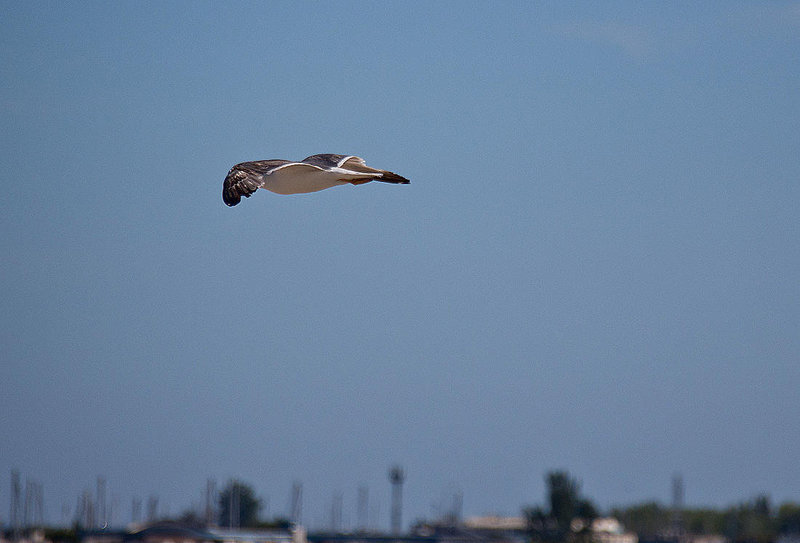 20110529 4017RAw [F] Mittelmeermöwe, Le Grau du Roi, Camargue