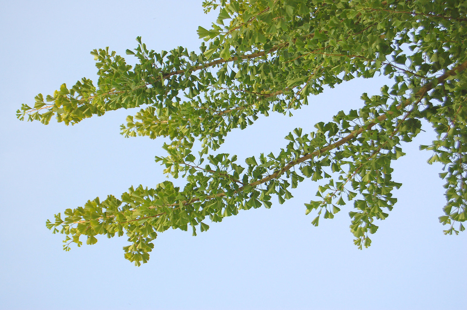 Ginkostrebo (pramo)