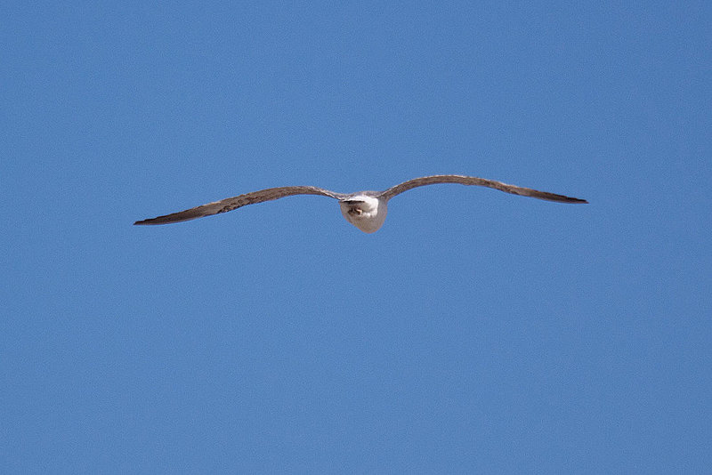 20110529 4012RAw [F] Mittelmeermöwe, Le Grau du Roi, Camargue