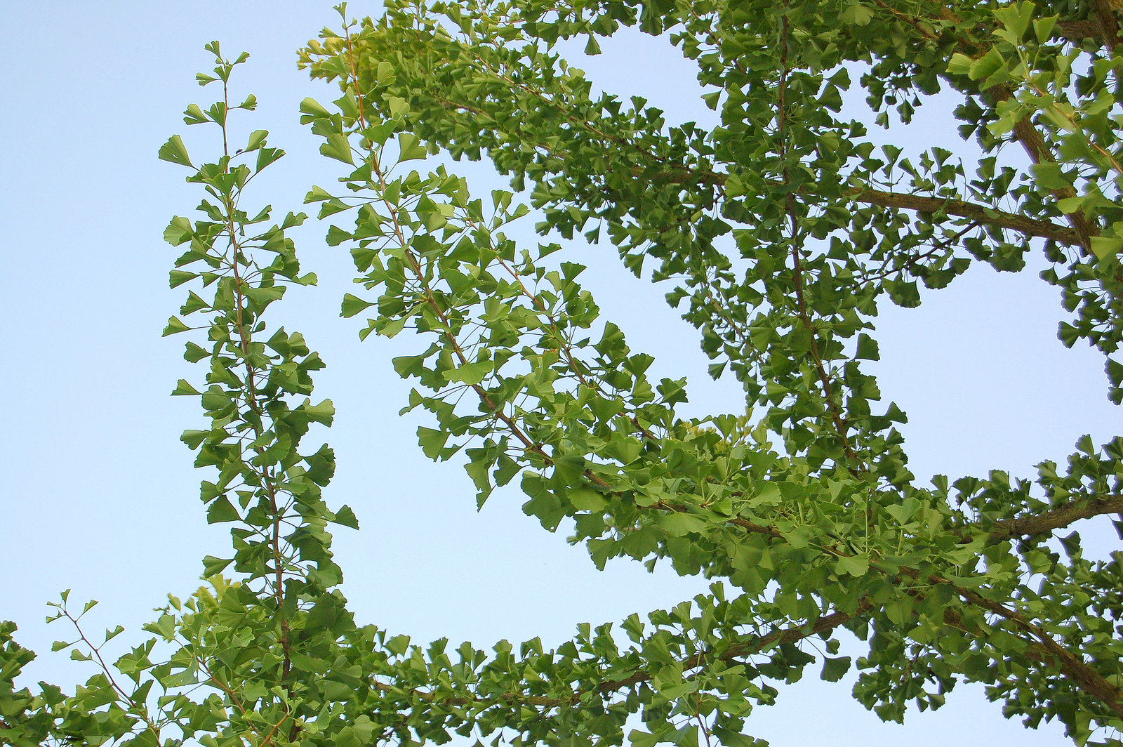 Ginkobrakumo  (pramo)