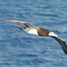 Brown Booby - 30 January 2014