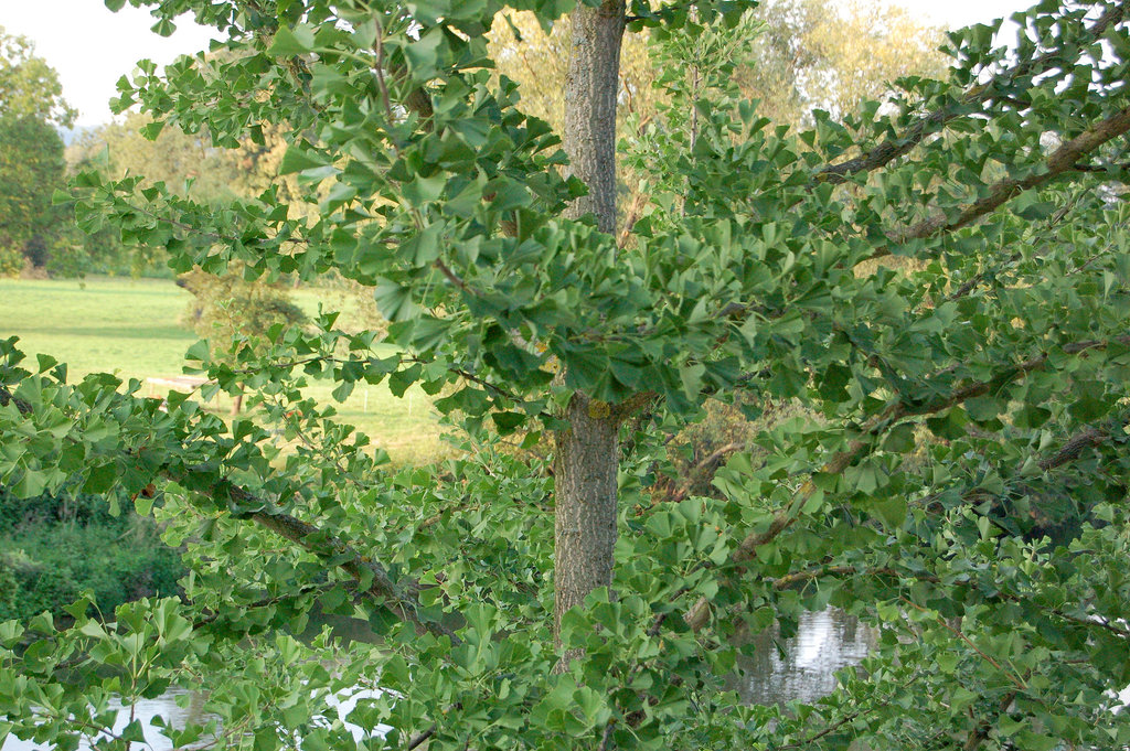 Ginko en gastejo  (pramo)