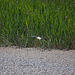 20110530 4519RTw [F] Stelzenläufer (Himantopus himantopus), Parc Ornithologique, Camargue