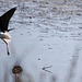 20110530 4517RTw [F] Stelzenläufer (Himantopus himantopus), Parc Ornithologique, Camargue
