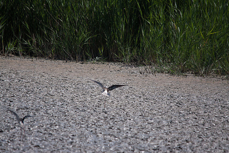 20110530 4512RTw [F] Stelzenläufer (Himantopus himantopus), Parc Ornithologique, Camargue