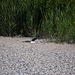 20110530 4511RTw [F] Stelzenläufer (Himantopus himantopus), Parc Ornithologique, Camargue