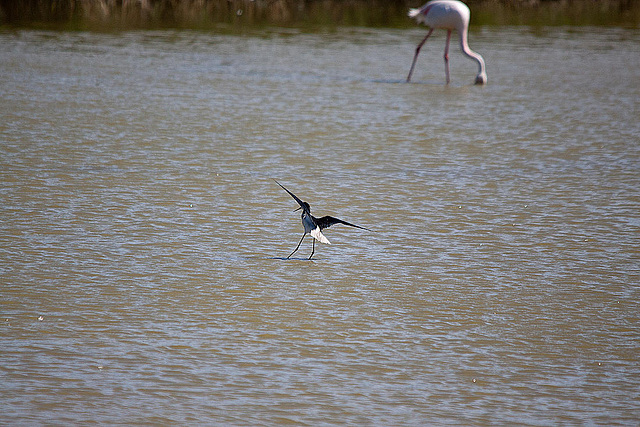 20110530 4508RTw [F] Rosaflamingo (Phoenicopterus ruber), Stelzenläufer (Himantopus himantopus), Parc Ornithologique, Camargue