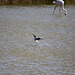 20110530 4508RTw [F] Rosaflamingo (Phoenicopterus ruber), Stelzenläufer (Himantopus himantopus), Parc Ornithologique, Camargue